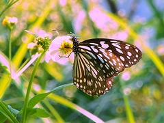 butterfly_by_taiyofj.jpg