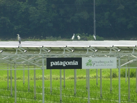 patagonia_solar.jpg