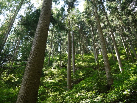 forest_1.JPG